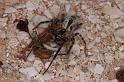 Phryganoporus_canididus_D3610_Z_88_Hamelin pool_Australie